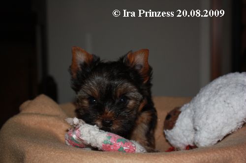 Ira Prinzess vom Hohenstein